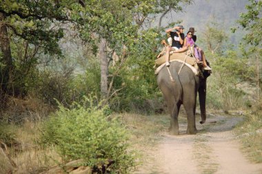 Fil Sürücüsü Elephas Maximus, Corbett Ulusal Parkı, Uttar Pradesh, Hindistan 