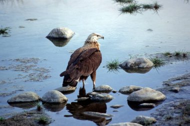 Kuşlar, pallas balıkçı kartalı, Corbett Park, uttar pradesh, Hindistan 