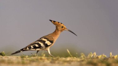Rajasthan Hindistan 'da Hoopoe. 