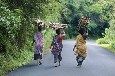 Odun taşıyan kadınlar, kodaikanal, tamilnadu, Hindistan, Asya 