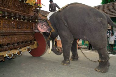 Mahout on elephant pushing rath at Chariot festival ; Palakad Palakkad ; Kerala ; India clipart