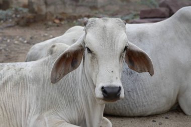 Kutch, Gujarat, Hindistan 'daki Hint inekleri. 