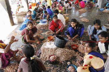Bombay Mumbai, Maharashtra, Hindistan 'daki Sasson Rıhtımında balık sınıflandıran balıkçı kadınlar.   