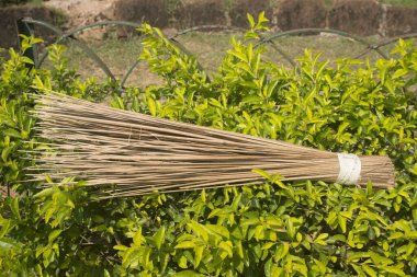 Sert süpürge, konark, orissa, Hindistan, Asya 