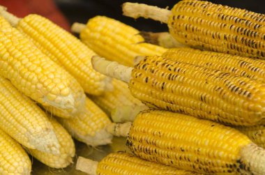 corn, Amboli ghat, piknik noktası, Maharashtra, Hindistan, Asya 
