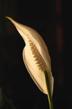 Barış zambağı kobra bitkisi spathiphyllum wallisii  