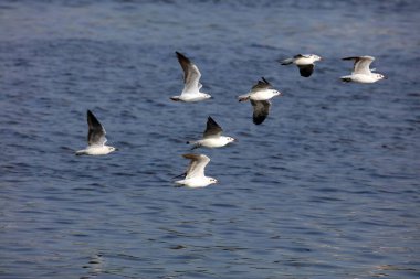 Kahverengi başlı martı, tapi nehri, Surat, Gujarat, Hindistan, Asya