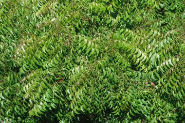 Neem tree Azadirachta indica, Hindistan