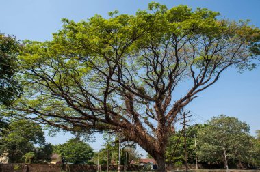 Ağaç, kochi, kerala, Hindistan, Asya
