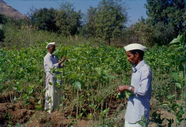 Tuti ipek çiftliğinde çalışan adam, wai, satara, maharashtra, Hindistan, Asya 
