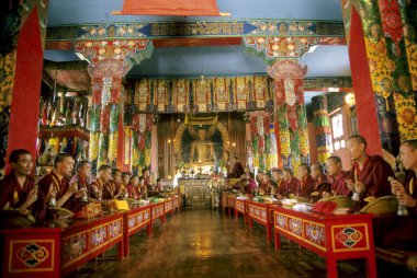 Tibetan Monks praying in Monestry, bir, himachal pradesh, india  clipart