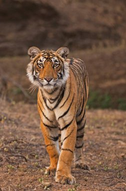 Bengal Tiger in Ranthambhore national park, rajasthan, India, Asia clipart