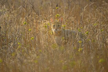Ranthambore Ulusal Parkı, Rajasthan, Hindistan, Asya 'daki orman kedisi. 