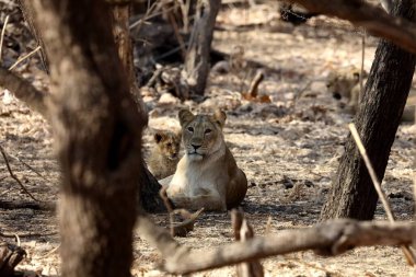 Dişi aslan ve yavru, Sasan kız, Gujarat, Hindistan, Asya  
