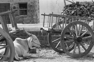 Bullock cart ; Munagoli village ; Bijapur district ; Karnataka ; India clipart