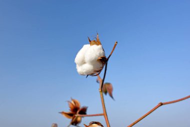 Pamuk ekinleri. Gossypium herbaceum, Lunidhar Mota Devalia, Amreli bölgesi, Gujarat, Hindistan