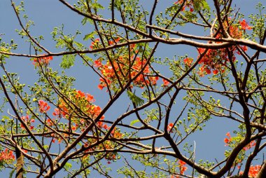 Gulmohar 'un çiçek ağacı, Delonix regia, caesalpiniaceae