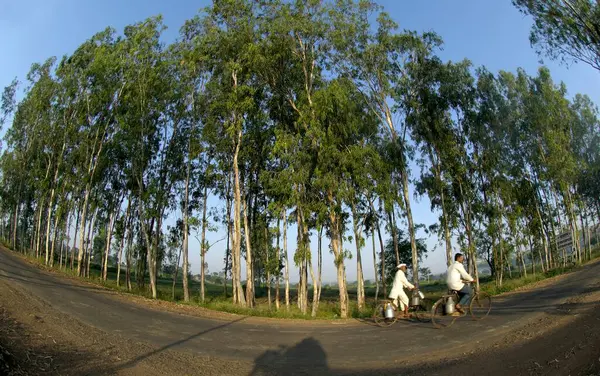 stock image Eucalyptus tree plantation at Ralegan Siddhi near Pune ; Maharashtra ; India