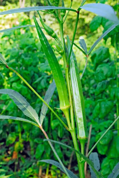 stock image Crops of lady finger karjat Bombay Mumbai , Maharashtra , India