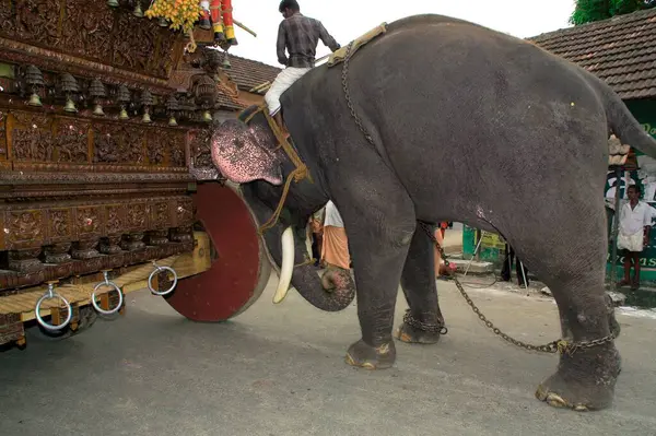 stock image Mahout on elephant pushing rath at Chariot festival ; Palakad Palakkad ; Kerala ; India