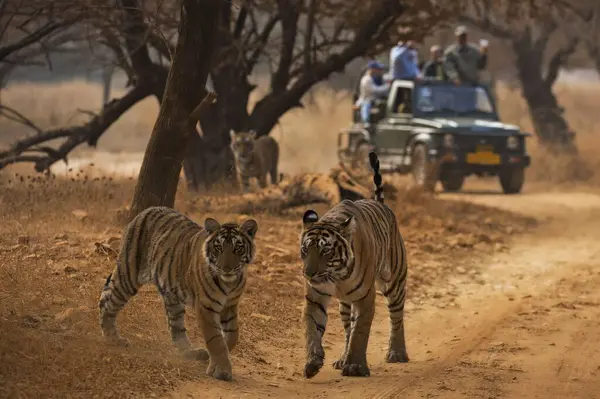 Ranthambhore Ulusal Parkı 'nda kaplan safarisi, Rajasthan, Hindistan, Asya 