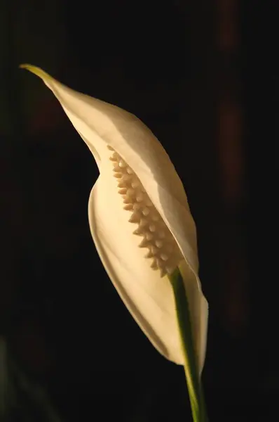 stock image Peace lily cobra plant spathiphyllum wallisii  