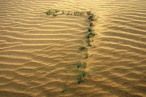 stock image Deep ripples and ridges of sand with grass in desert of khuhri , Jaisalmer , Rajasthan , India