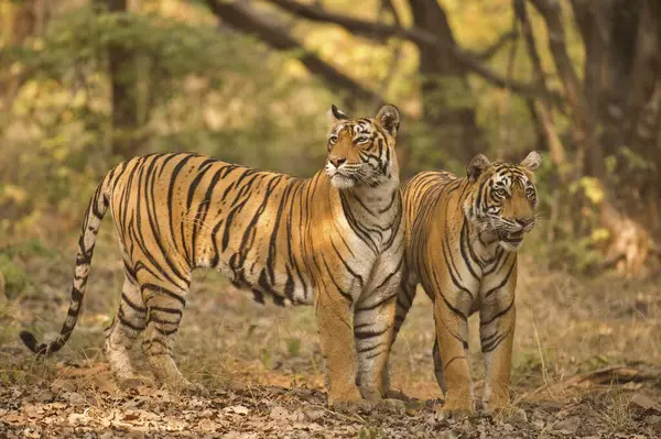 İki vahşi Bengal ya da Hint kaplanı, anne ve alt yetişkin yavru, Hindistan 'daki Ranthambhore Ulusal Parkı' nın kurak ormanlarında bir orman yolunda.