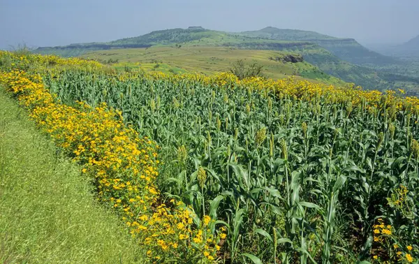 stock image View of golden crops of Bajra and Kerela in field, satara, maharashtra, india 