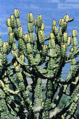 Cactus plants, Malshej, District Pune, Maharashtra, India, Asia  clipart