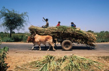 Öküz arabası şeker kamışı, ahmednagar, maharashtra, Hindistan