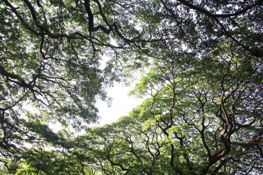 Güneş ışığında yeşil yapraklı ağaçlar, Hindistan