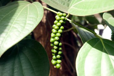 Bir demet yeşil biber tohumu Kollam Kerala Hindistan Asya 