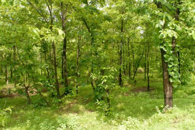 Tansa Gölü Ormanı; Thane Bölgesi; Maharashtra; Hindistan