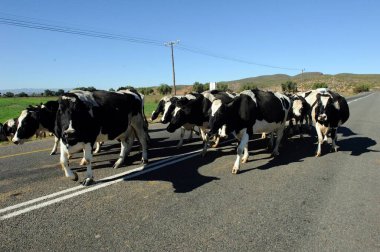 Güney Afrika 'nın dışında caddedeki Afrika ineği. 