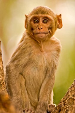 Genç rhesus macaque macaca mulatta, Sariska kaplan rezervi, Rajasthan, Hindistan