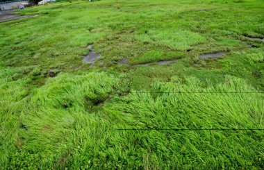Bulutlu bir günde, yaz mevsiminde otlaklar