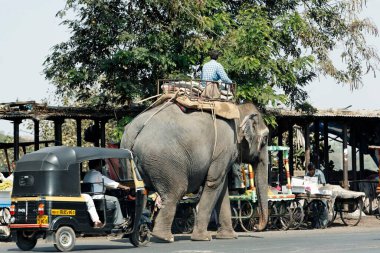 Yoldaki fil, Pune, Maharashtra, Hindistan 