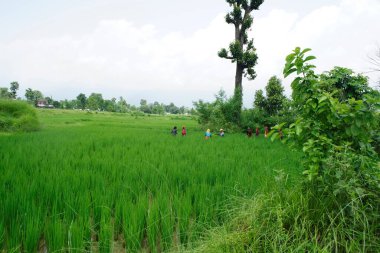 Rice alanı; Devdha; Nepal