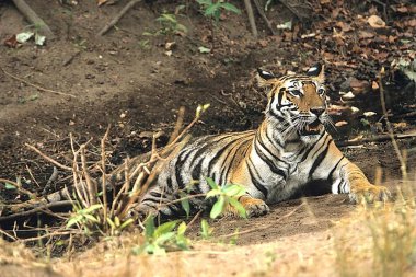 Kaplan alarmı (Panthera tigris), Bandhavgarh Ulusal Parkı, Madhya Pradesh, Hindistan 