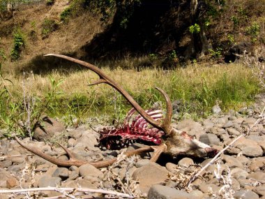 Sevgili Melghat Vahşi Yaşam Sığınağı 'ndaki Kolkas ormanında vahşi köpekler tarafından avlanırken görüldü; Amravati Bölgesi; Maharashtra; Hindistan