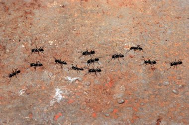 Eski bir kasabada duvardaki karıncalar