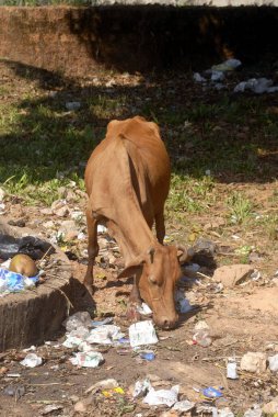 Kundapura, Udupi Bölgesi, Karnataka, Hindistan 'da çöp yiyen bir inek.