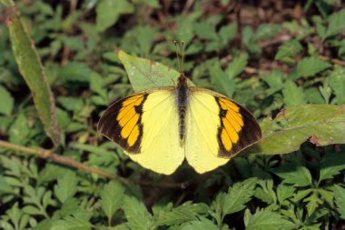 Böcek, Kelebek, Sarı Turuncu Uç, Ixias Pyrene, Arunachal Pradesh, Hindistan  