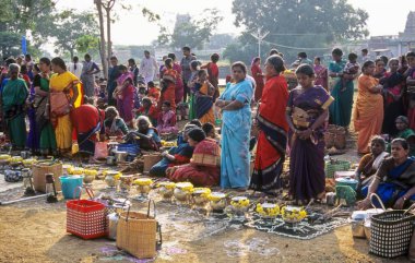 Hintliler Pongal Festivali 'ni kutluyor, Tamil Nadu, Hindistan
