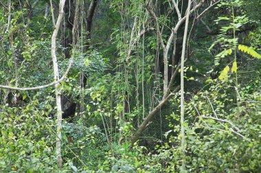 Sanjay Gandhi Ulusal Parkı, Borivali, Bombay Mumbai, Maharashtra, Hindistan 'da yeşillik sahnesi 