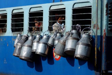 Koç Uttar Pradesh, Hindistan 'da süt davulları çalıyor.