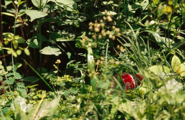 Coca Cola plastik camdan çimenler, Hemkund 'a yürüyüş, uttaranchal, Hindistan 