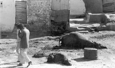 Ölü inek leşi, sendika karpit gaz sızıntısı trajedi, Bhopal, madhya pradesh, Hindistan, Asya 