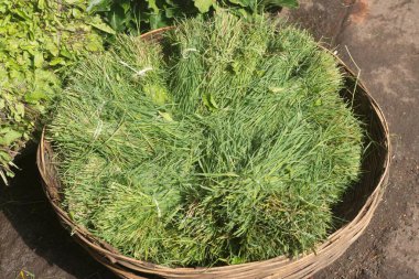 Yeşil Durva demetleri Mandai, Pune, Maharashtra, Hindistan, Asya 'da satılık. 